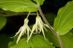 Yellow fairybells <BR>Yellow mandarin